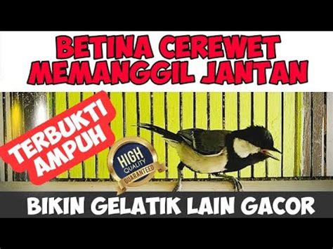 GELATIK BETINA GACOR MEMANGGIL JANTAN SUARA PANCINGAN PALING AMPUH