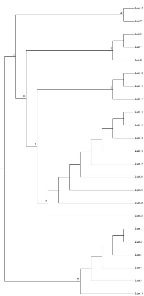 Dendrogram Of Box Pcr Using The Dendro Upgma Download Scientific Diagram