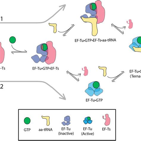 EF Ts Directly Facilitates Ternary Complex Turnover Region I The