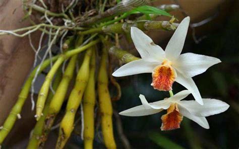 Dendrobium Heterocarpum Alchetron The Free Social Encyclopedia