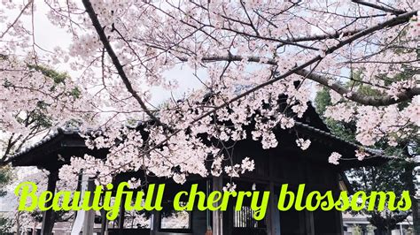 Japanese Cherry Blossom Images Quarter Life Wanderings Bocorawasuit