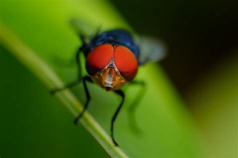 Free Images Nature Forest Flower Petal Fly Green Red Insect