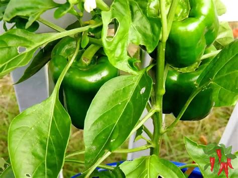 How To Grow Bell Pepper From Seeds 11 Easy Growth Tips