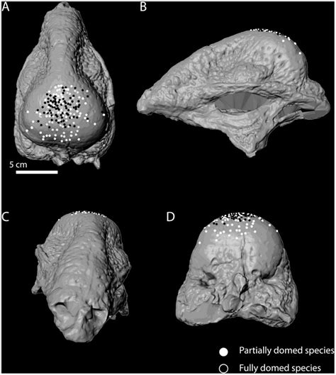 Skull In Dorsal A Left Lateral B Rostral C And Caudal Views D Download Scientific