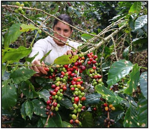 Café De Honduras Cafetaleros Proyectan Cosecha Récord De 8 Millones