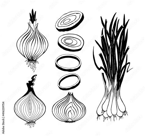 Vector Drawing Of Leek Onion Drawing Onion Rings Onion Cut In Half