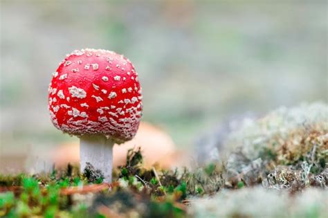 Premium Photo Amanita Muscaria Red Poisonous Fly Agaric Mushroom In