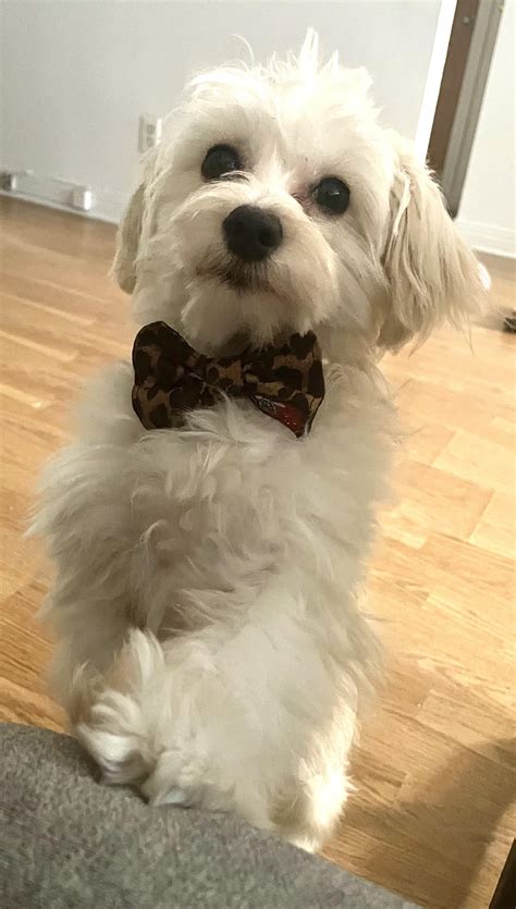 Schnauzer + Bichon frisé= Chonzer : r/SchnauzerMix