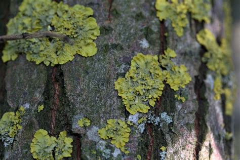 El Liquen Crece En La Corteza De Un Rbol Ascendente Cercano Del Tiro