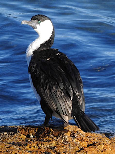 Black Faced Cormorant Phalacrocorax Fuscescens