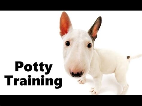 How To Potty Train A Bull Terrier Puppy Bull Terrier House Training