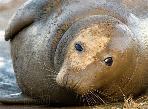 Seal Lying Down Stock Photo Dissolve