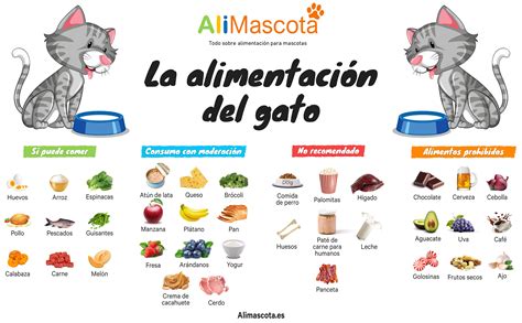 Frutas Y Verduras Recomendadas Para Gatos Lista Completa 47 Off