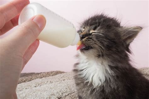 The Complete Guide To Bottle Feeding Kittens Cats