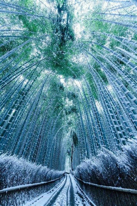 🔥 Arashiyama Bamboo Forest Kyoto Japan Frozen In Winter