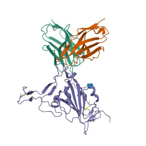 Rcsb Pdb Erq Sars Cov Ba Spike Ectodomain Trimer In Complex