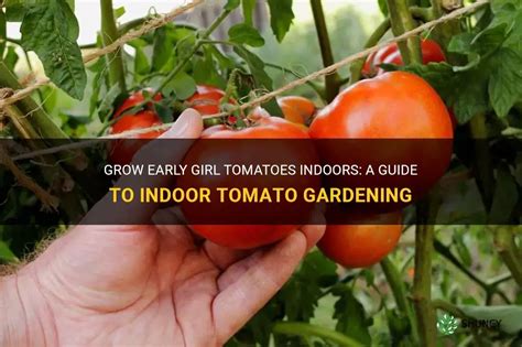 Grow Early Girl Tomatoes Indoors: A Guide To Indoor Tomato Gardening ...