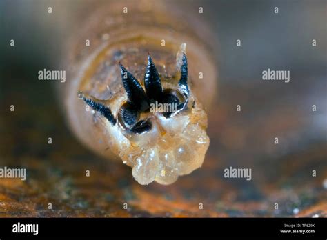 Tipula Larva Hi Res Stock Photography And Images Alamy