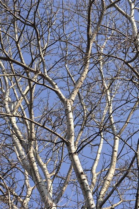 White Poplar Stock Photo Image Of Outdoors Branch 273221212