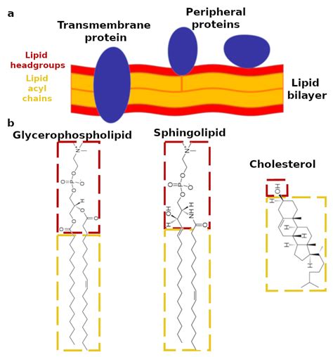 Biomimetics Free Full Text Mimicking The Mammalian Plasma Membrane