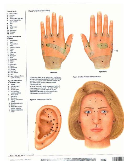 Hand Reflexology Chart Printable