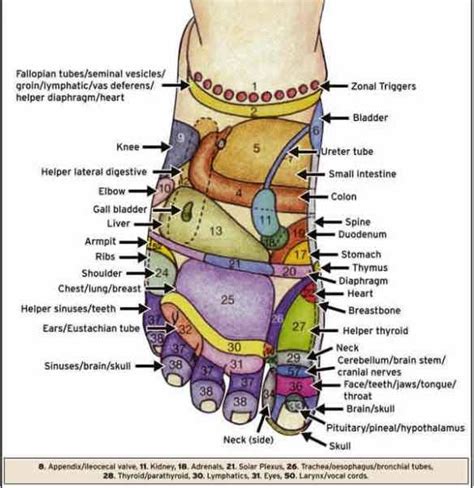 Foot Reflexology Chart Top Reflexology Foot Reflexology Reflexology