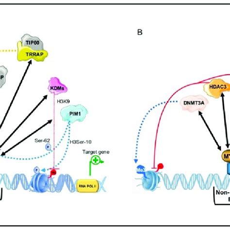 MYC Mediated Transactivation And Transrepression Of Target Genes