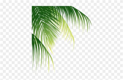 Leaf Arecaceae Euclidean Vector Coconut Coconut Leaves Png Free