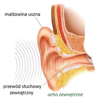 Budowa Ucha Aparaty S Uchowe Badania S Uchu Mogilno Janikowo