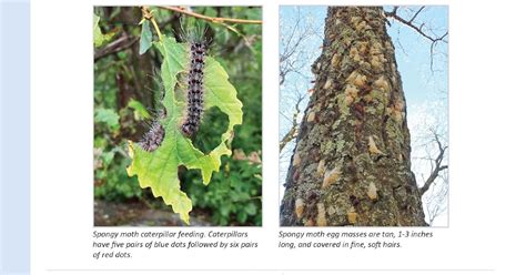 Virginia Cooperative Extension Spongy Moth Aka Gypsy Moth Has Reared