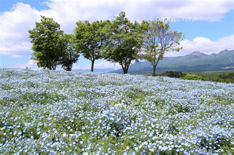 ネモフィラの花畑 写真素材 6032945 フォトライブラリー Photolibrary