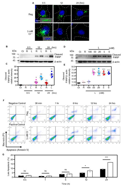 Cells Free Full Text Modulation Of Lysosomal Cl− Mediates Migration