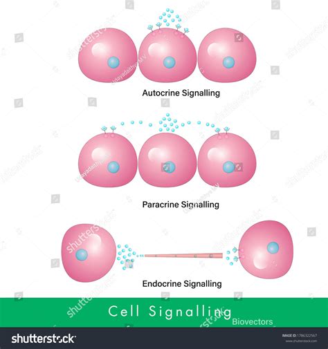 Autocrine Signalling Images Stock Photos D Objects Vectors