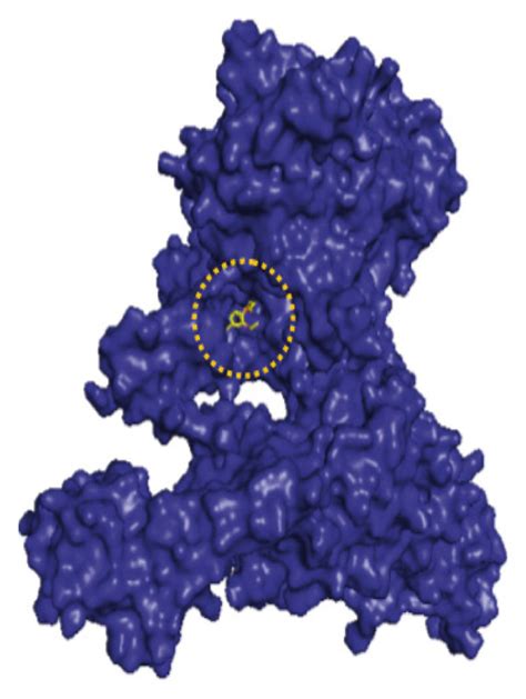 Binding Mode Of DNA Gyrase B With The Benzaldehyde Thiosemicarbazone