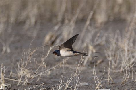 Hirondelle Rustique Be I Jean Louis Bickel Flickr