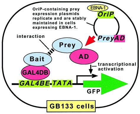 A Green Fluorescent Protein Reporter Mammalian Two Hybrid System With Extrachromosomal