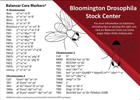 Drosophila Balancers