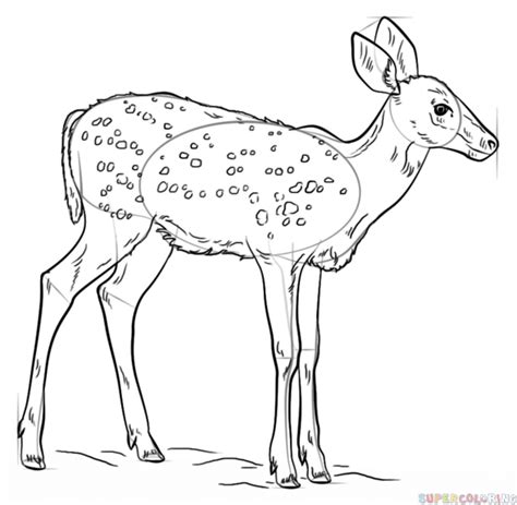 How to draw a fawn | Step by step Drawing tutorials