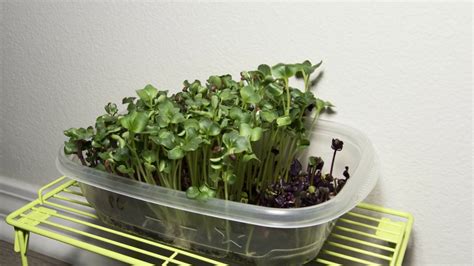 5 Day Kaiware Daikon Radish Timelapses Spicy Japanese Microgreens 🌱