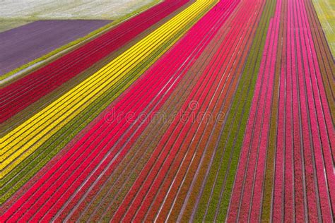 Aerial View of the Tulip Fields in North Holland Stock Photo - Image of ...