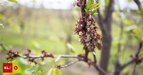 Frost Bilanz 23 Millionen Euro Schäden bei den Obstkulturen in der