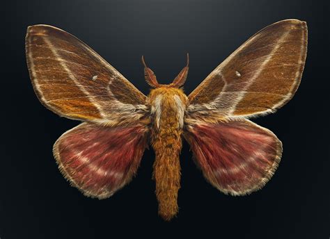 Macro Photography Highlights Beauty of Extinct and Endangered Insects [Interview] | LaptrinhX / News