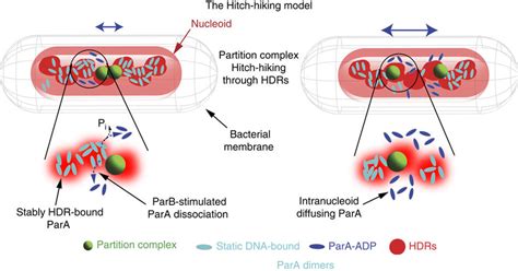 Hitch Hiking Model For Bacterial Chromosome Segregation The