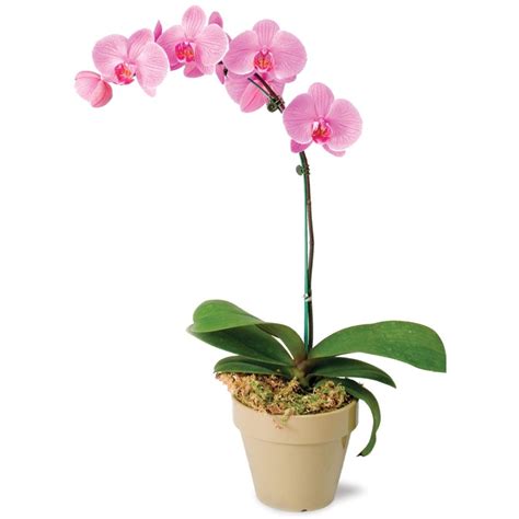 Online Pink Orchid Plant to Vietnam