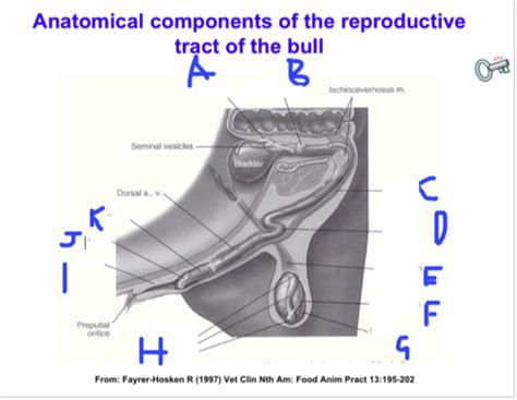 18 Bull Reproductive Anatomy And Bse Bovine Reproduction Lecture