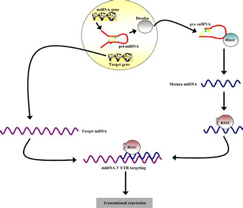 Micrornas Regulate Synthesis Of The Neurotransmitter Substance P In