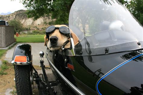 Motorcycle With Sidecar Dog