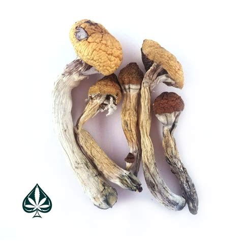 Buy Golden Teacher Magic Mushrooms Canadas 1 Online Dispensary