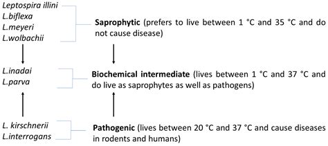 Frontiers Leptospirosis Pathophysiology Into The Storm Of 41 Off