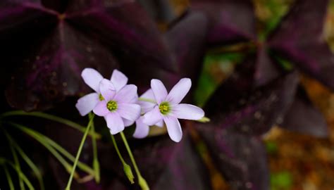 Trevo Roxo Oxalis Triangularis Dicas De Cultivo E Cuidados